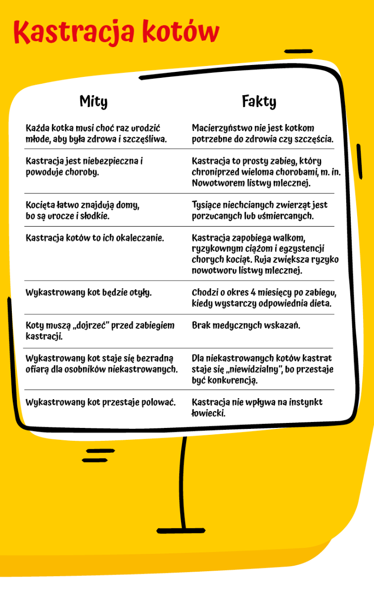 Czy kastracja kota niewychodzącego?