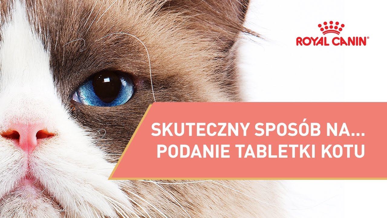 Czy można podać kotu tabletkę?