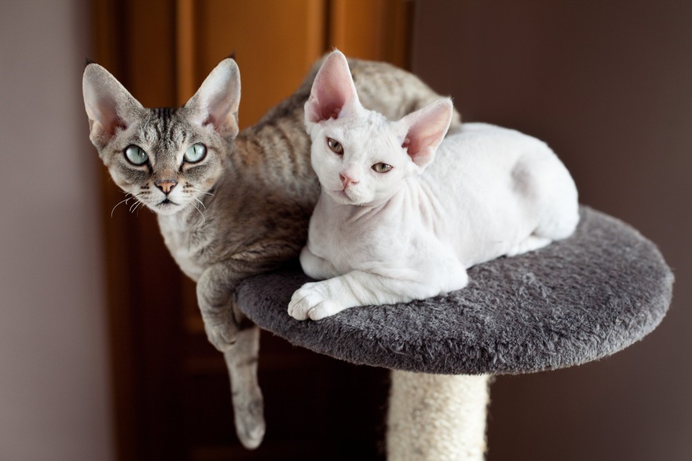 Czym czesać Devon Rex?