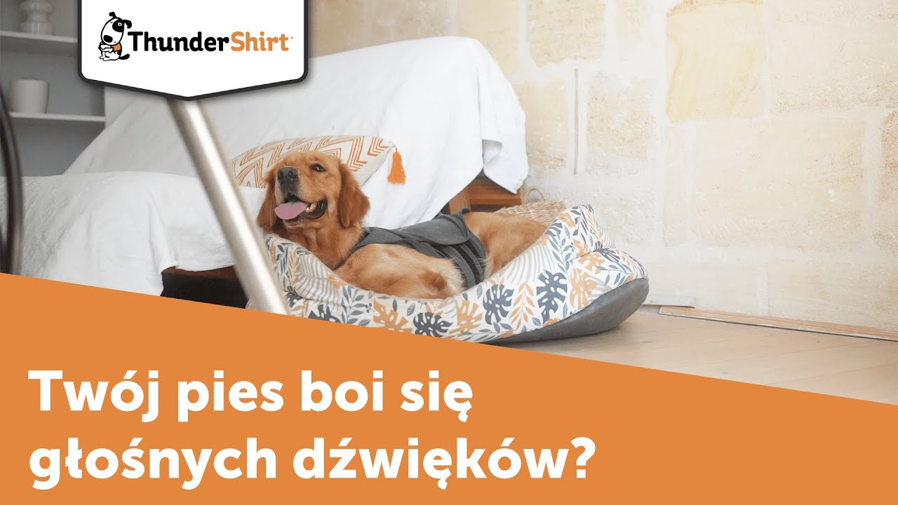 Dlaczego pies boi się glosnych dźwięków?