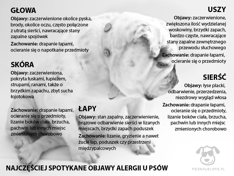 Dlaczego pies się drapie i gubi sierść?