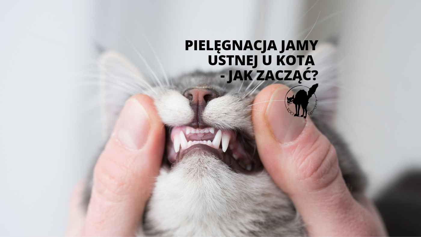Ile trwa czyszczenie zebow kota?