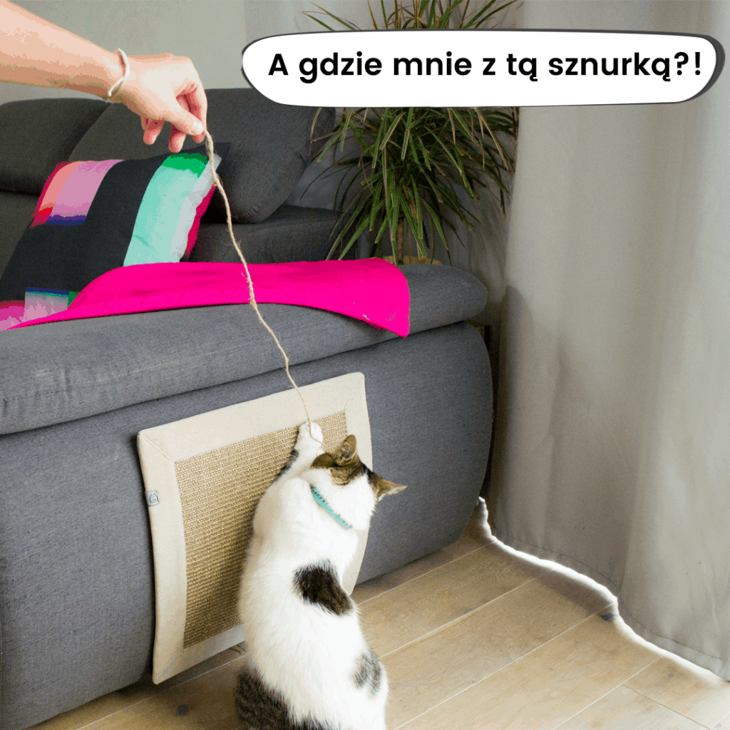 Jak nauczyć kota żeby nie drapał?