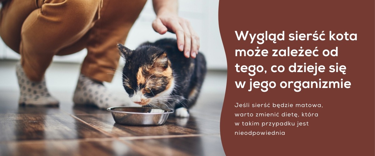 Jak poprawic jakosc sierści u kota?