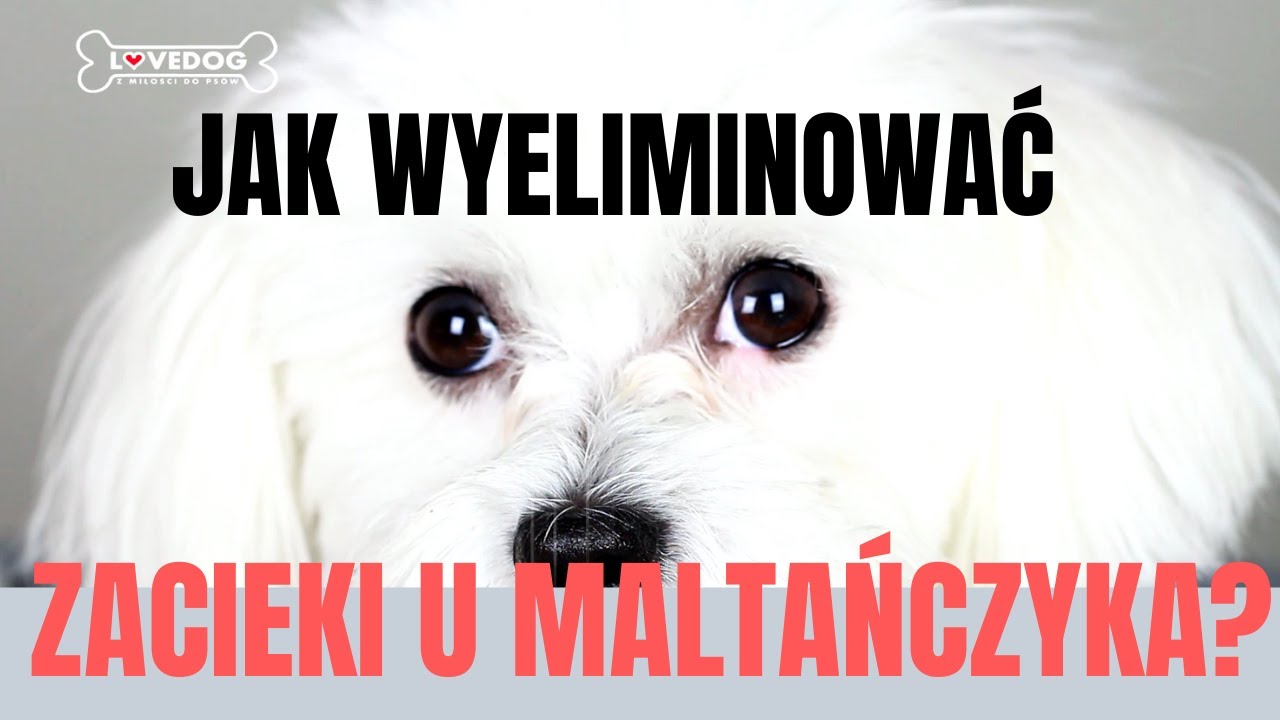 Jak wybielić zacieki u maltańczyka?