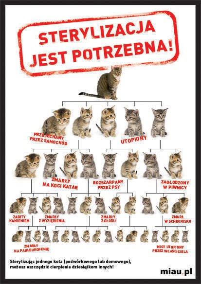 Przed czym chroni kastracja?