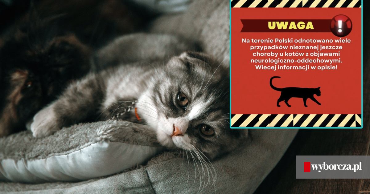 Co to za choroba kotów w Polsce?