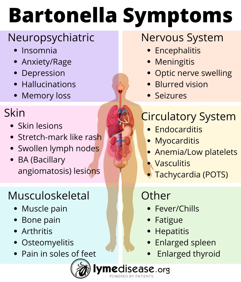 Czy Bartonella to borelioza?