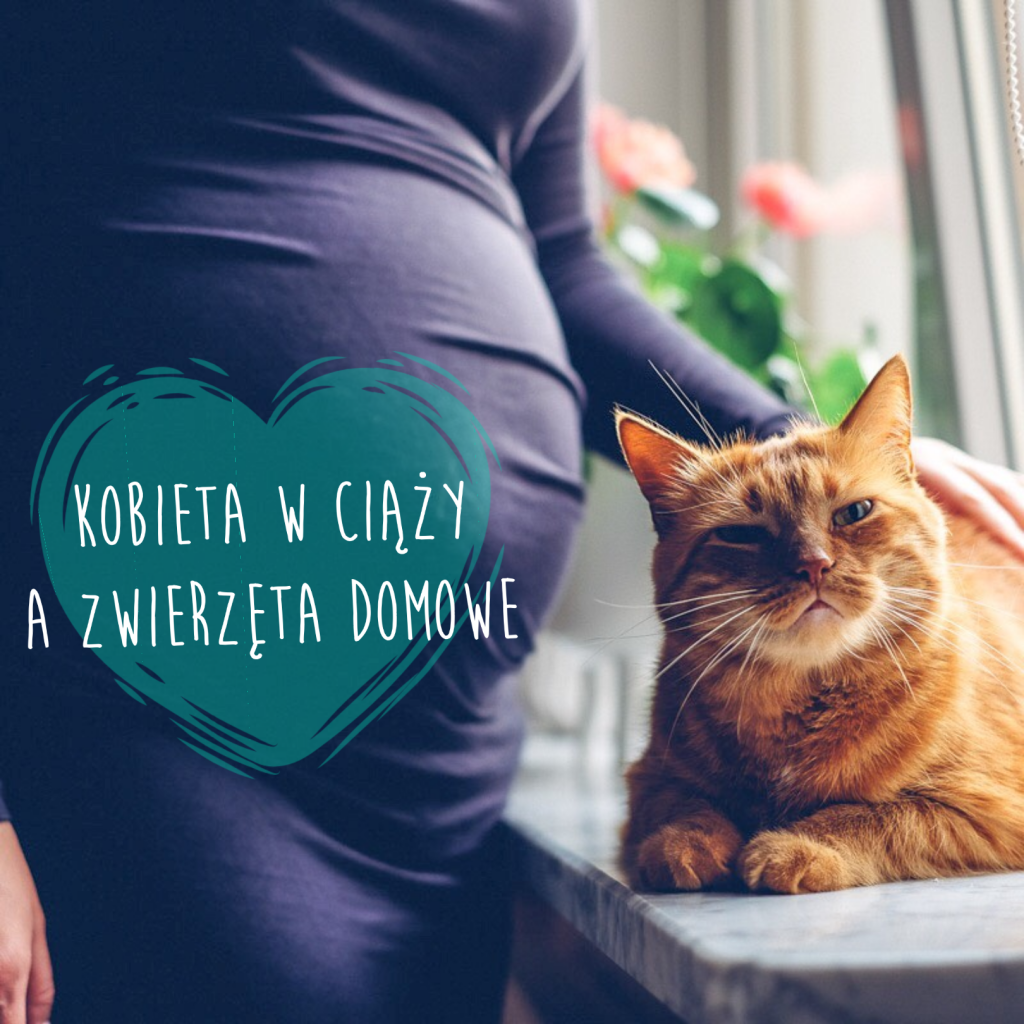 Czy kobieta w ciąży może sprzatac kuwete kota?