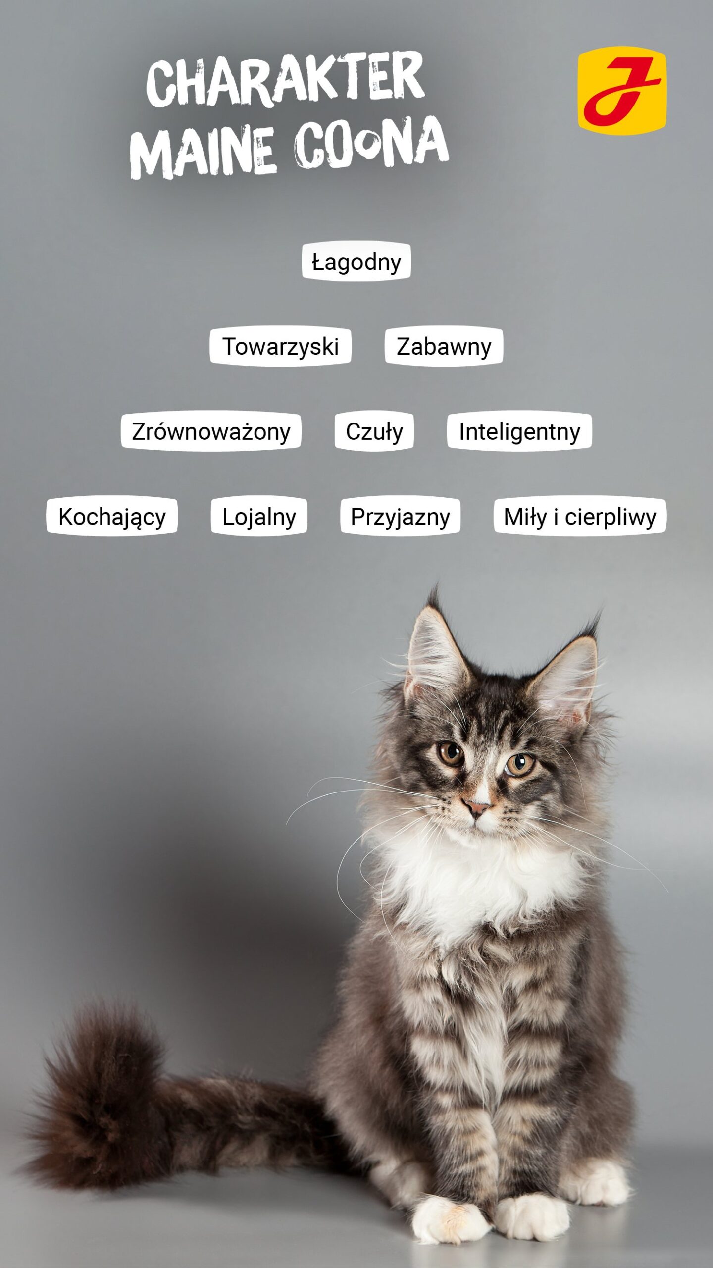 Czy kot jest lojalny?