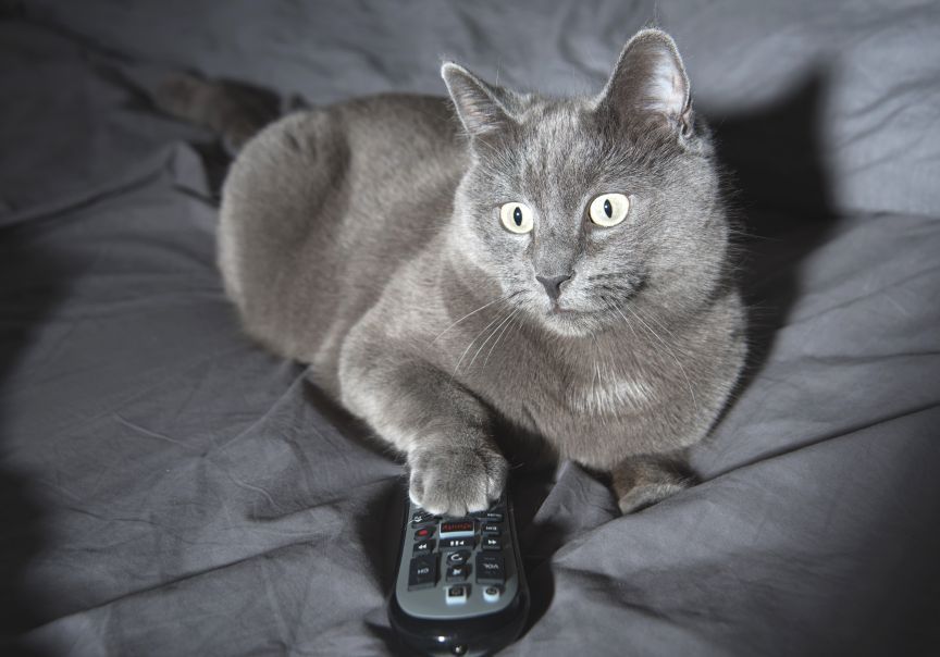 Czy kot widzi ekran telewizora?
