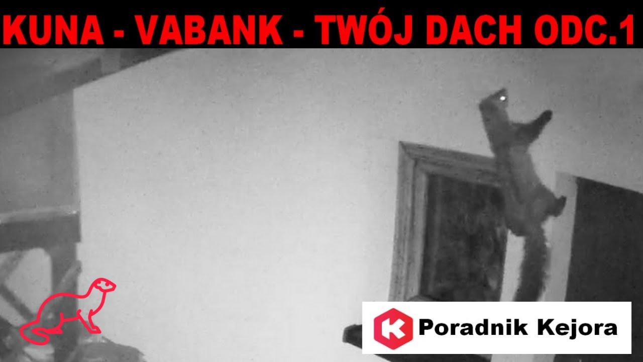 Czy kuny chodzą po ścianach?