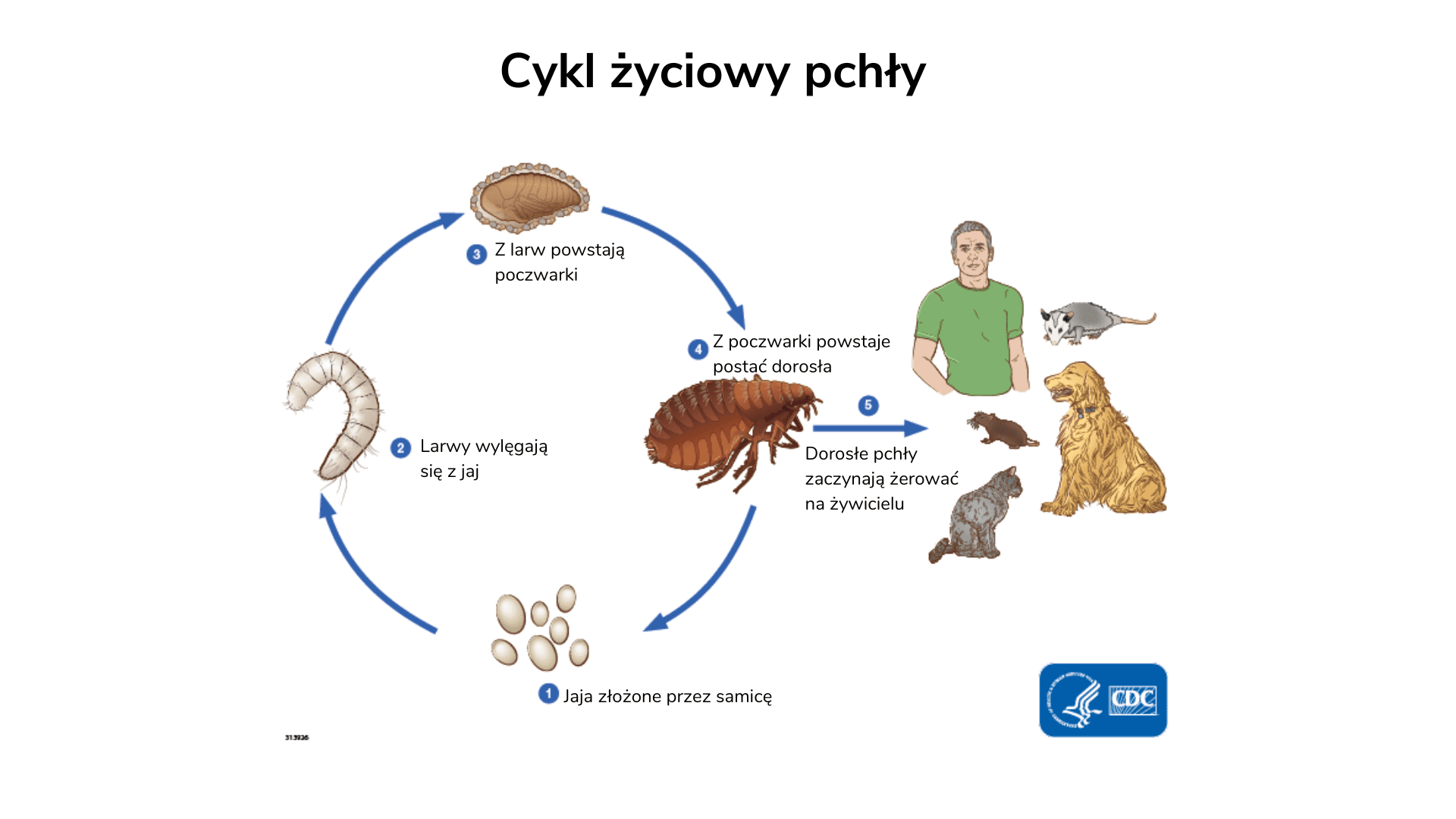 Czy ocet jest dobry na pchły u kota?