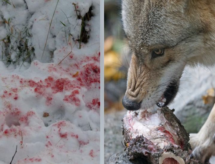 Czy wilki mogą zjesc psa?