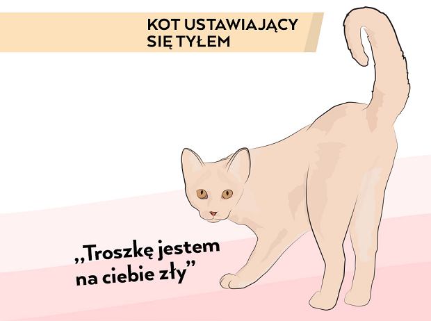 Dlaczego kot odwraca się tyłem?