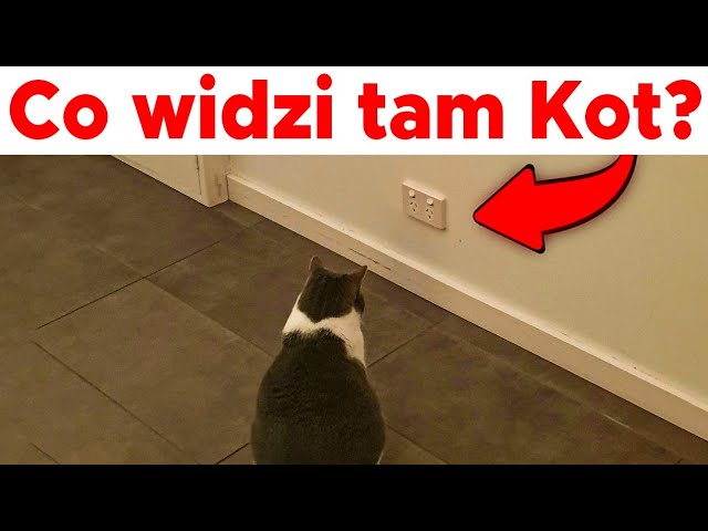 Dlaczego kot siedzi i patrzy w jeden punkt? - Fundacja dla kociąt