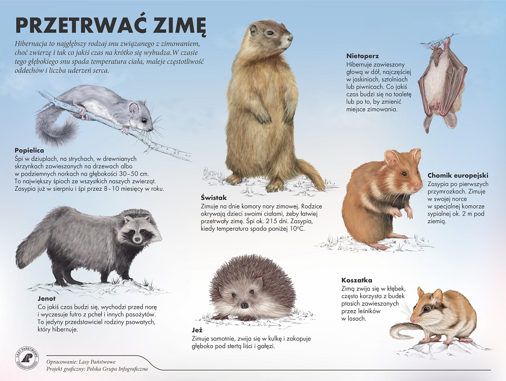 Gdzie śpią zwierzęta zima?