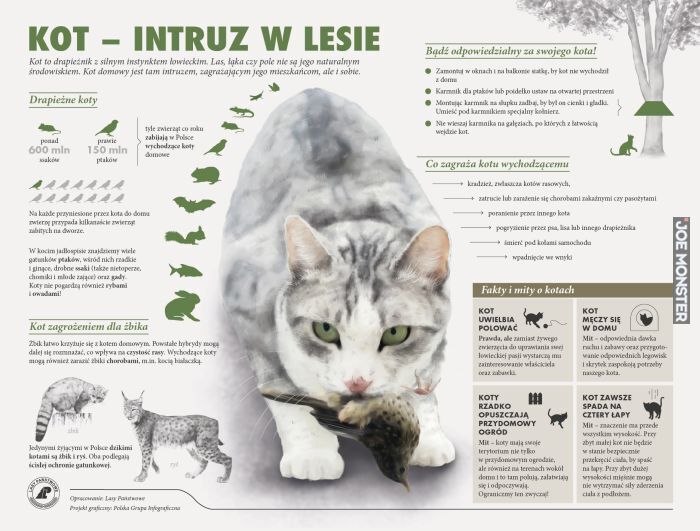 Ile ptaków rocznie zabijaja koty?