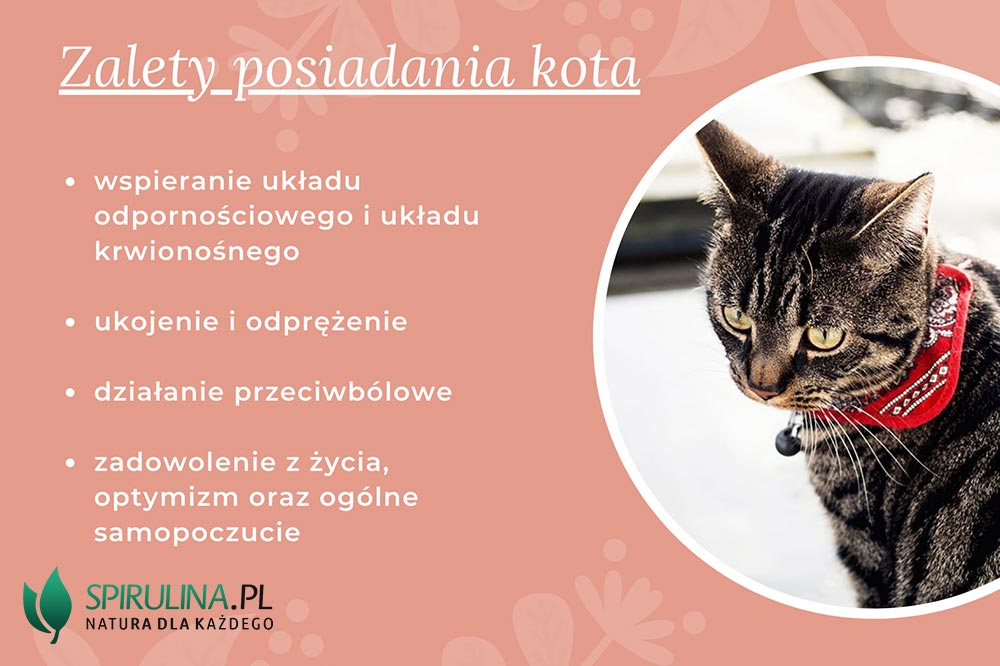 Jakie są korzyści posiadania kota?