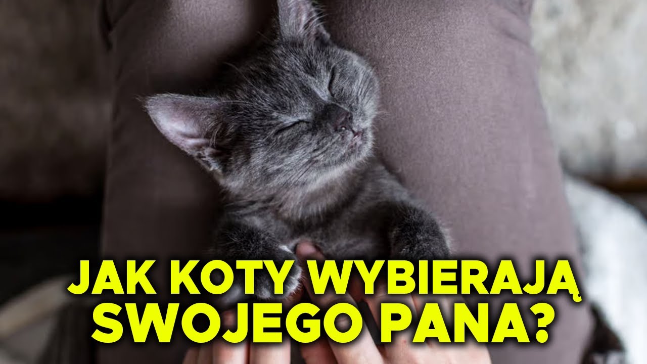 Po czym poznać że kot wybrał Pana?