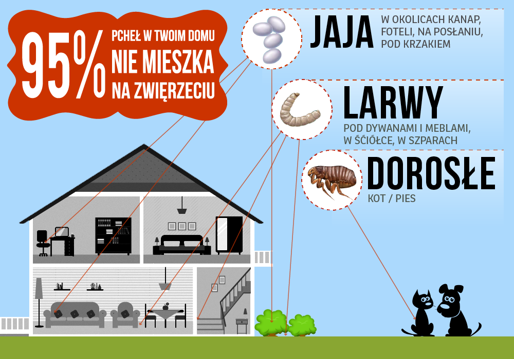 Po jakim czasie znikaja pchły?