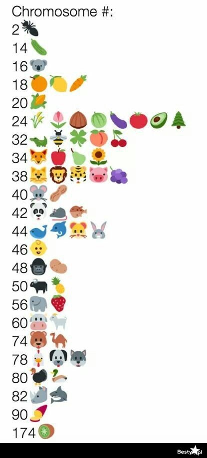 Co ma 42 chromosomów?