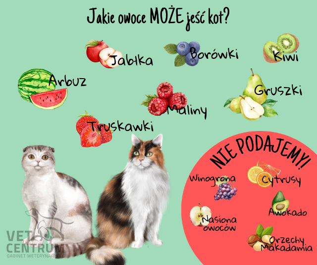 Co mogą jeść koty z domowego jedzenia?