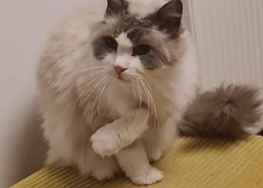 Co to jest płatna adopcja kota?