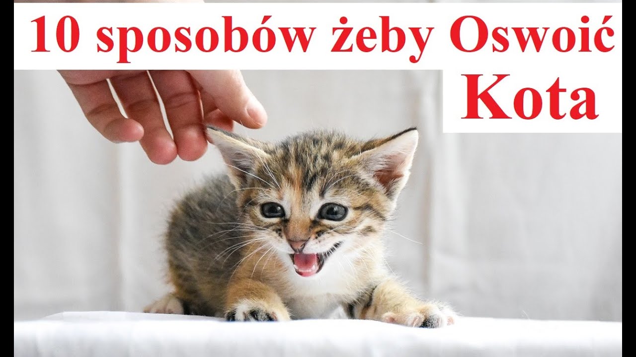 Co zrobić aby oswoić kota?