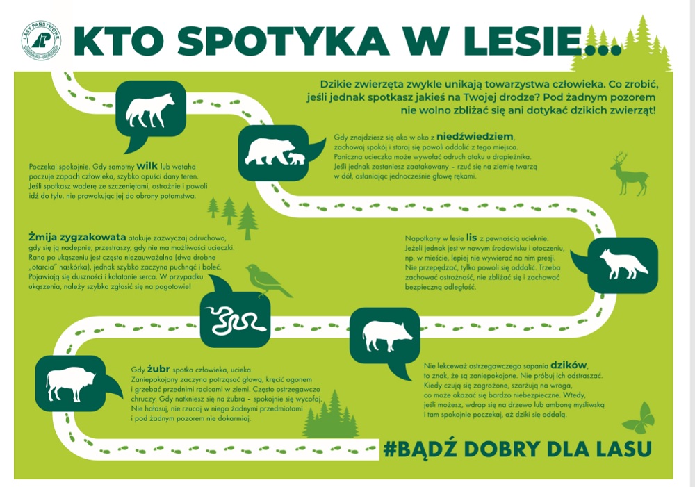 Co zrobić gdy spotka się w lesie dzika?
