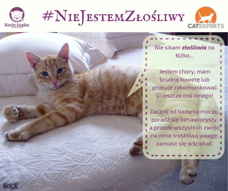 Co zrobić jesli kot sika?