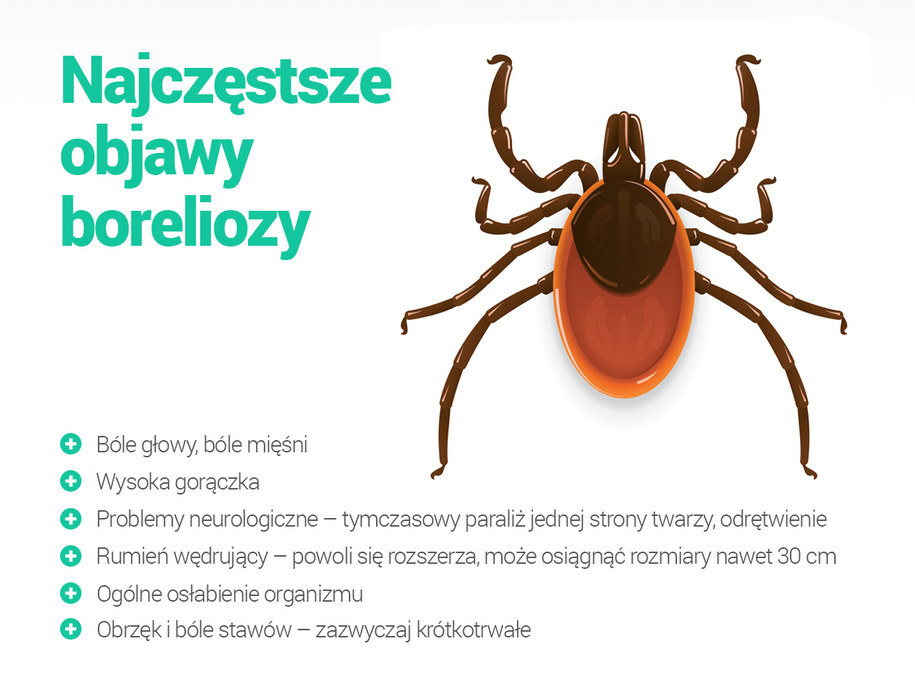 Czy borelioza uszkadza układ nerwowy?