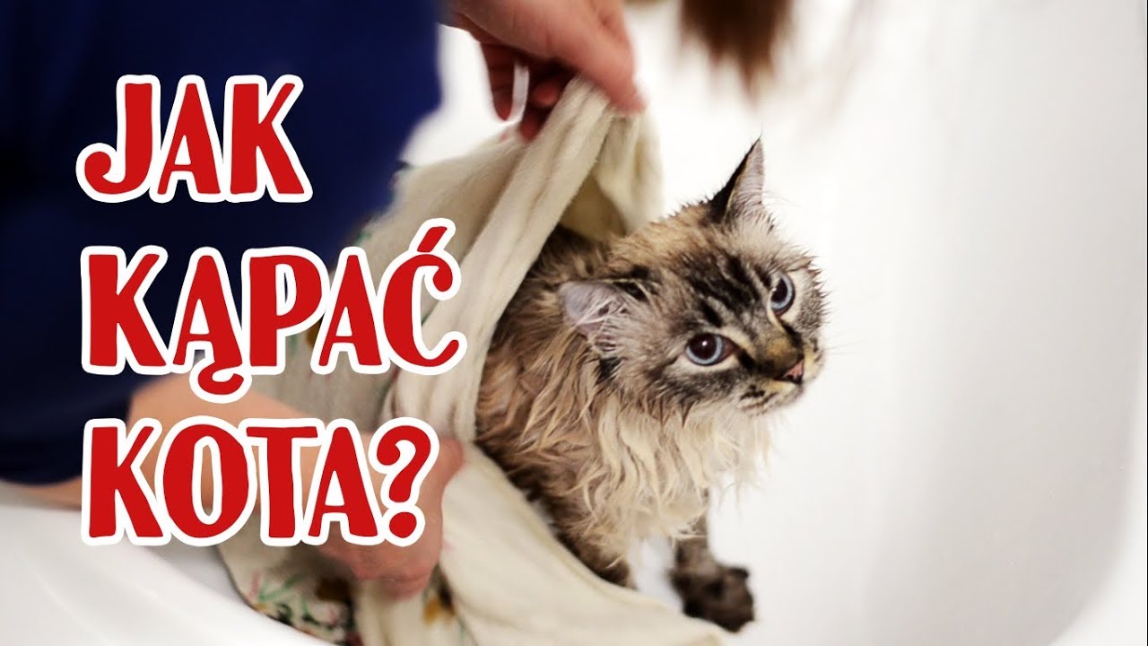 Czy da się wykąpać kota?