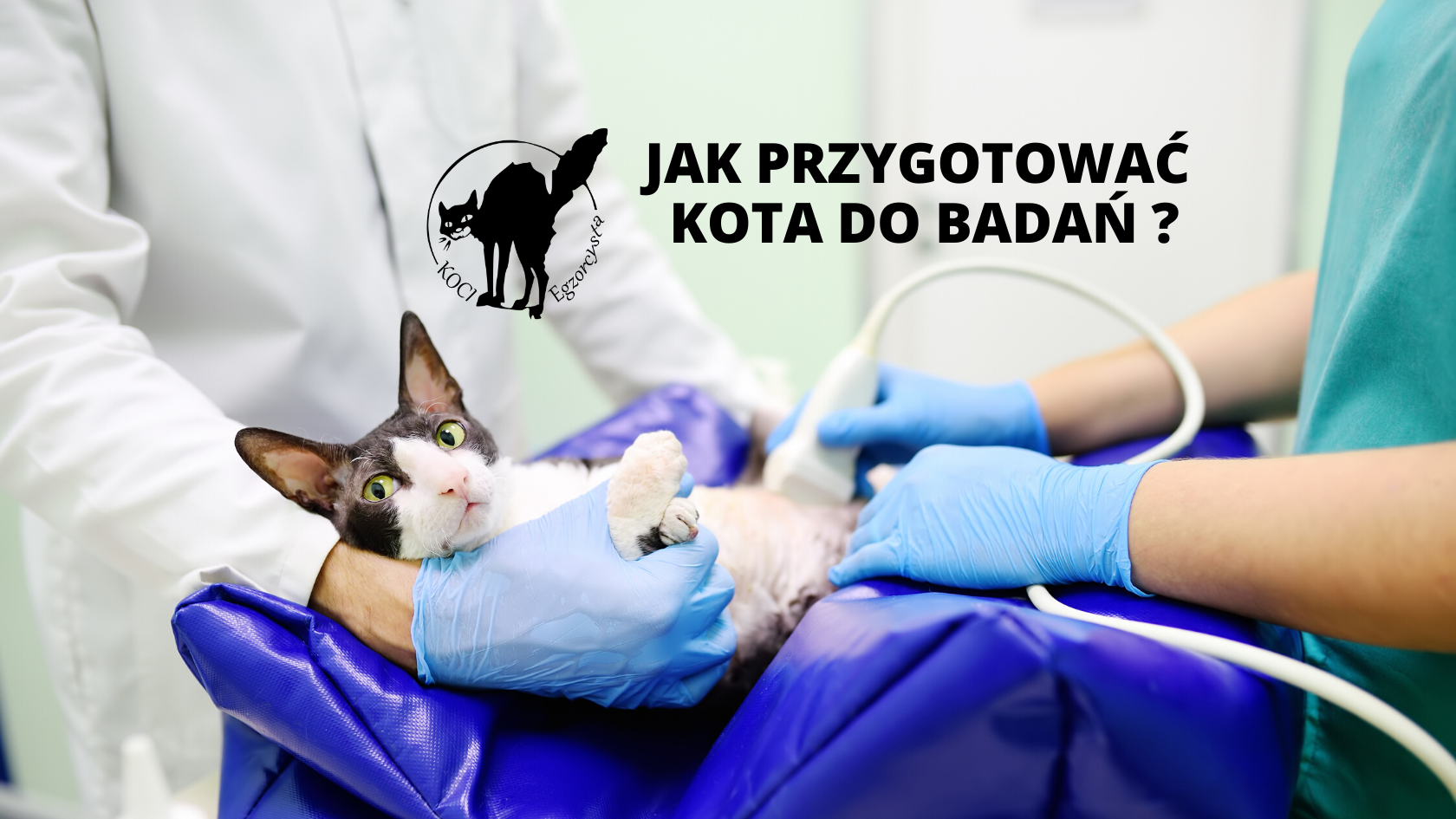 Czy kot musi być na czczo do badania moczu?