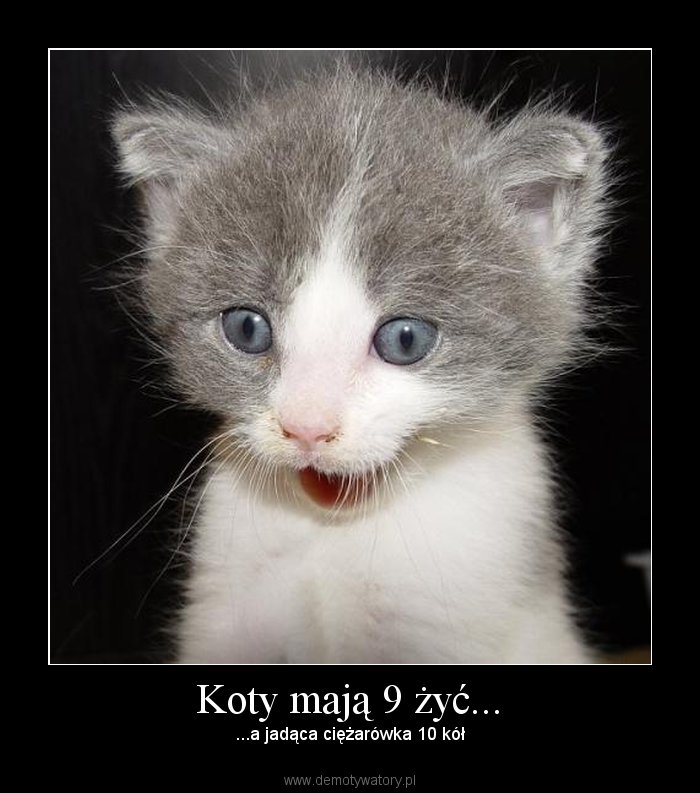 Czy koty ma 9 zyc?