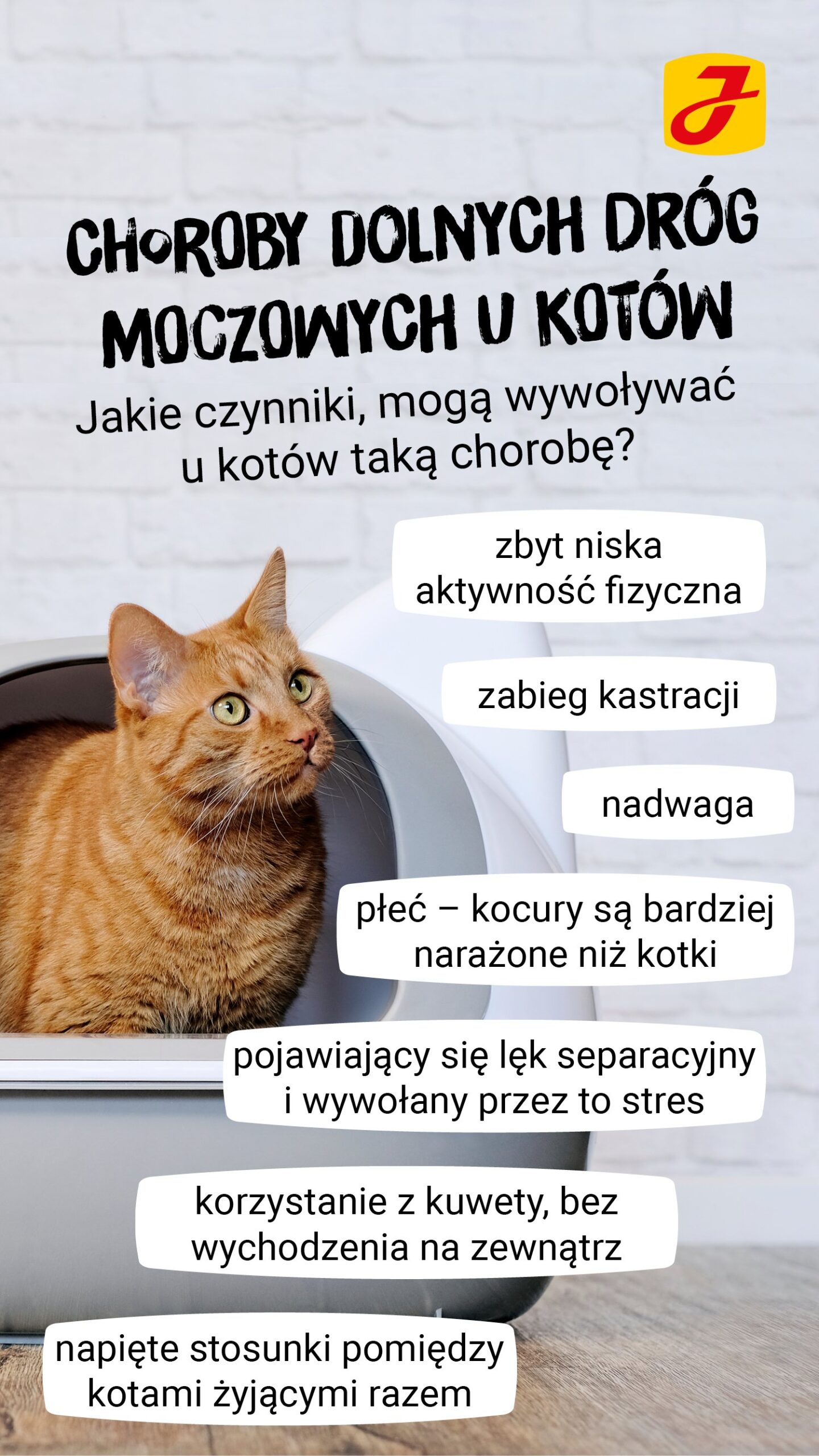 Czy mocz Kastrowanego kota śmierdzi?