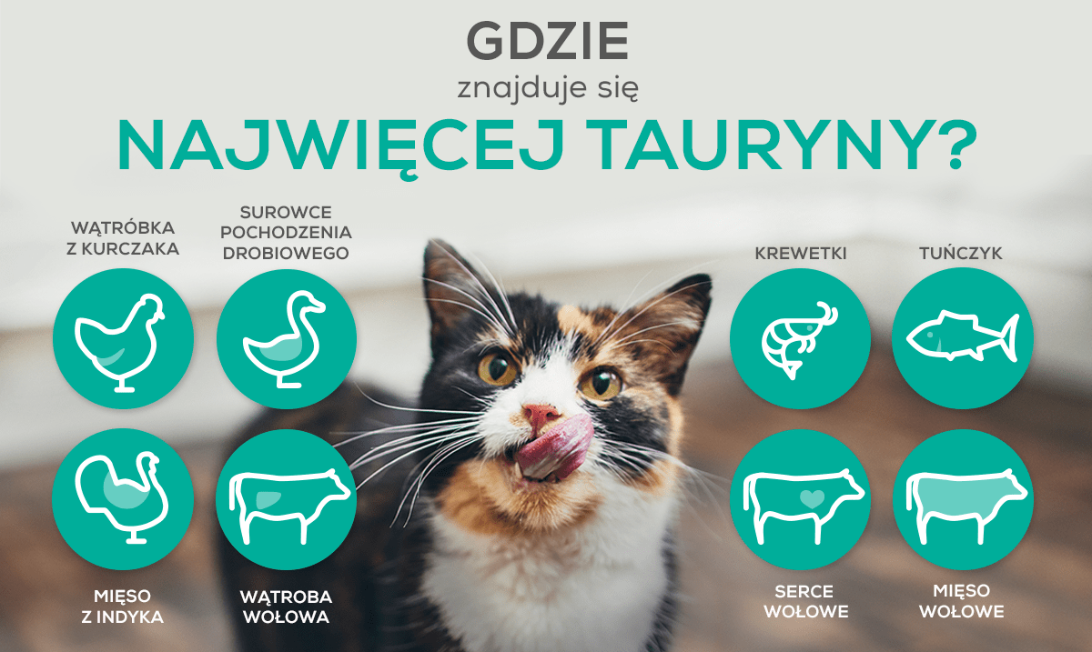Czy powinno się karmić dzikie koty?
