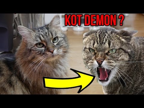 Dlaczego kot mnie nie słucha?