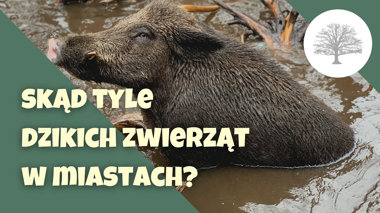 Dlaczego w Polsce jest tyle Dzikow?