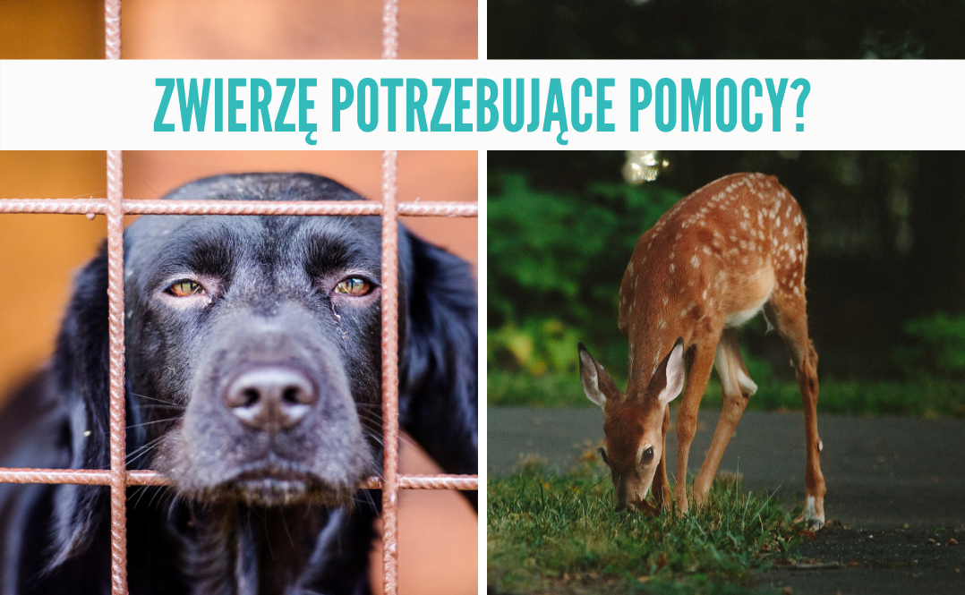 Gdzie zgłosić błąkającego się kota?