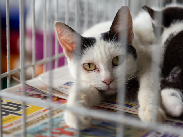 Ile kosztuje adopcja kota ze schroniska?