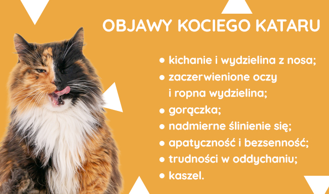 Jak dlugo kot choruje na koci katar?