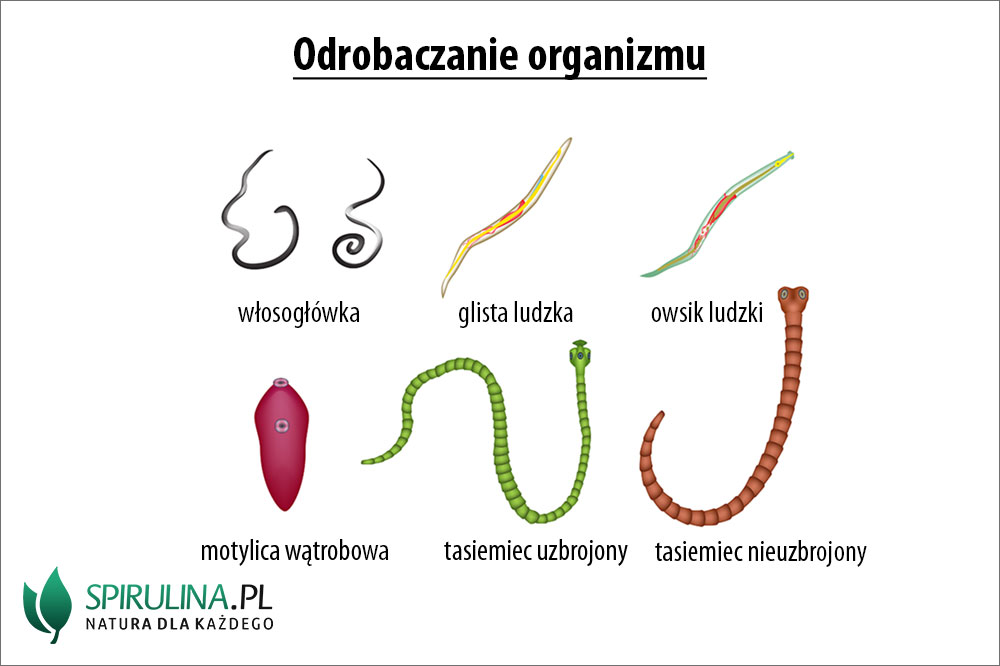 Jak długo trwa odrobaczanie człowieka?