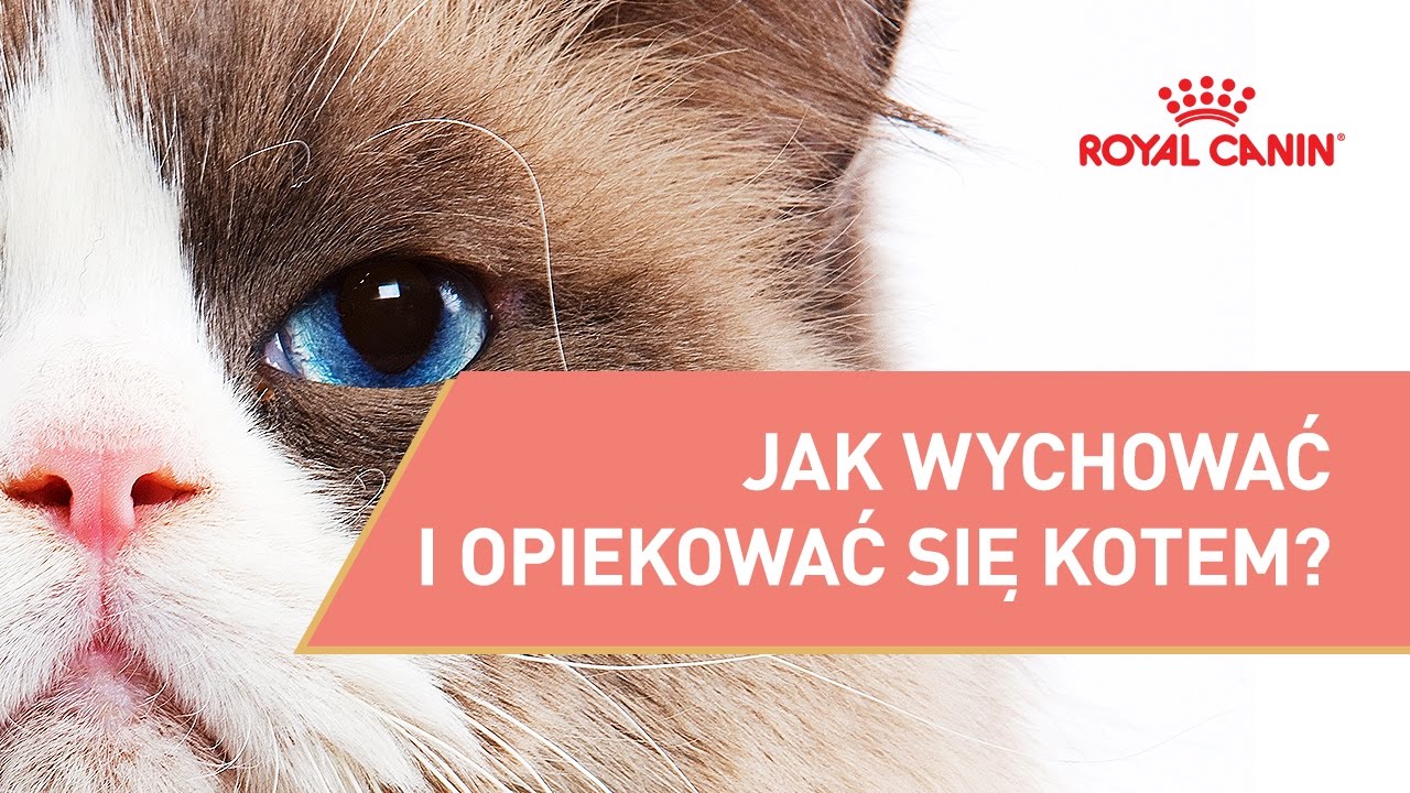 Jak opiekowac się 4 miesiecznym kotem?