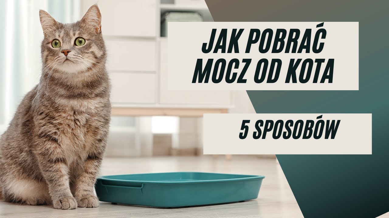 Jak pobrac mocz do badania od kotki?