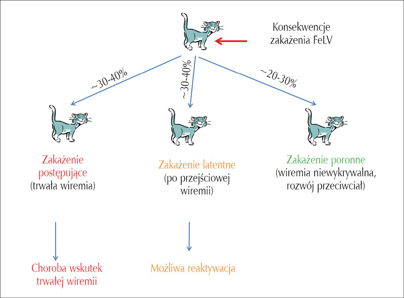 Jak przenosi się FeLV?