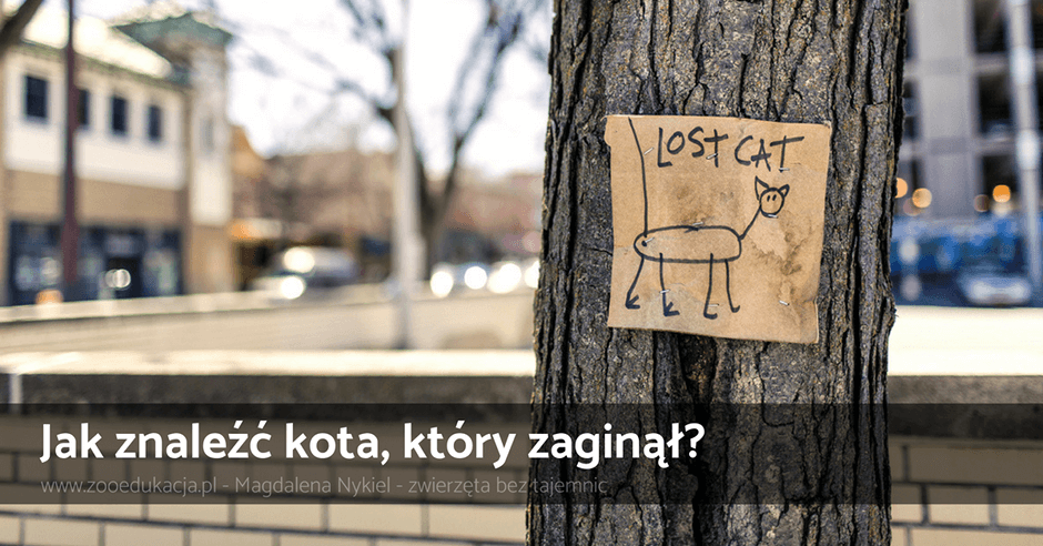 Jak szukać kota?
