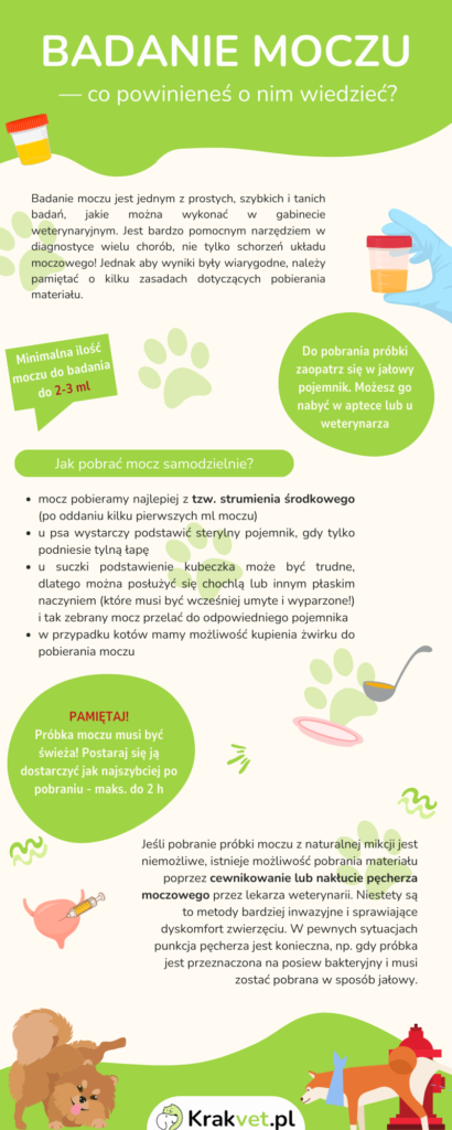 Jak weterynarz pobiera mocz?