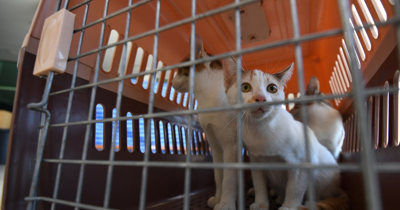 Jak wygląda proces adopcji kota ze schroniska?