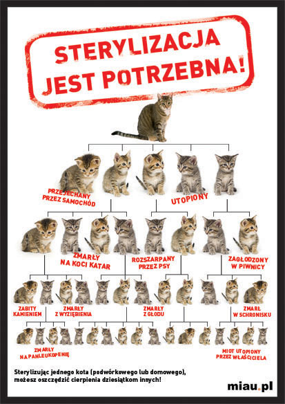 Jak wykastrować dzikiego kota?